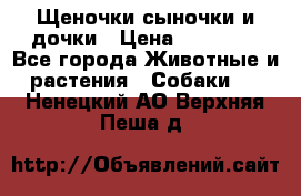 Щеночки-сыночки и дочки › Цена ­ 30 000 - Все города Животные и растения » Собаки   . Ненецкий АО,Верхняя Пеша д.